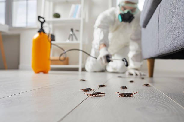 Commercial Kitchen Cockroach Control in Bonneau Beach